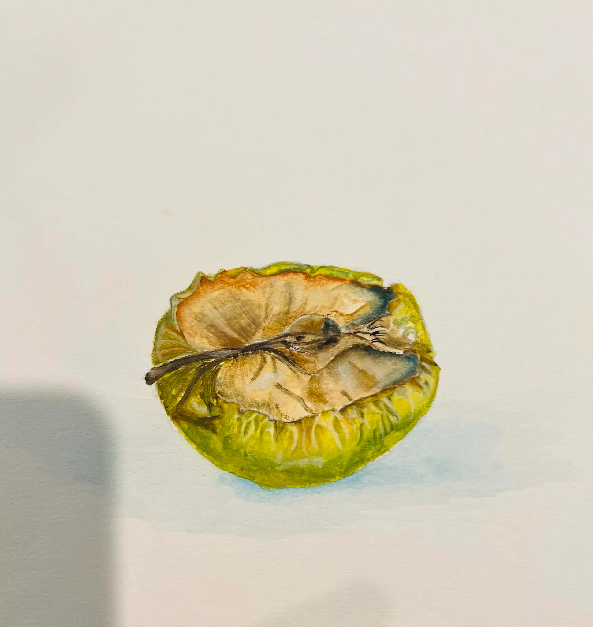 Watercolor study of a halved apple