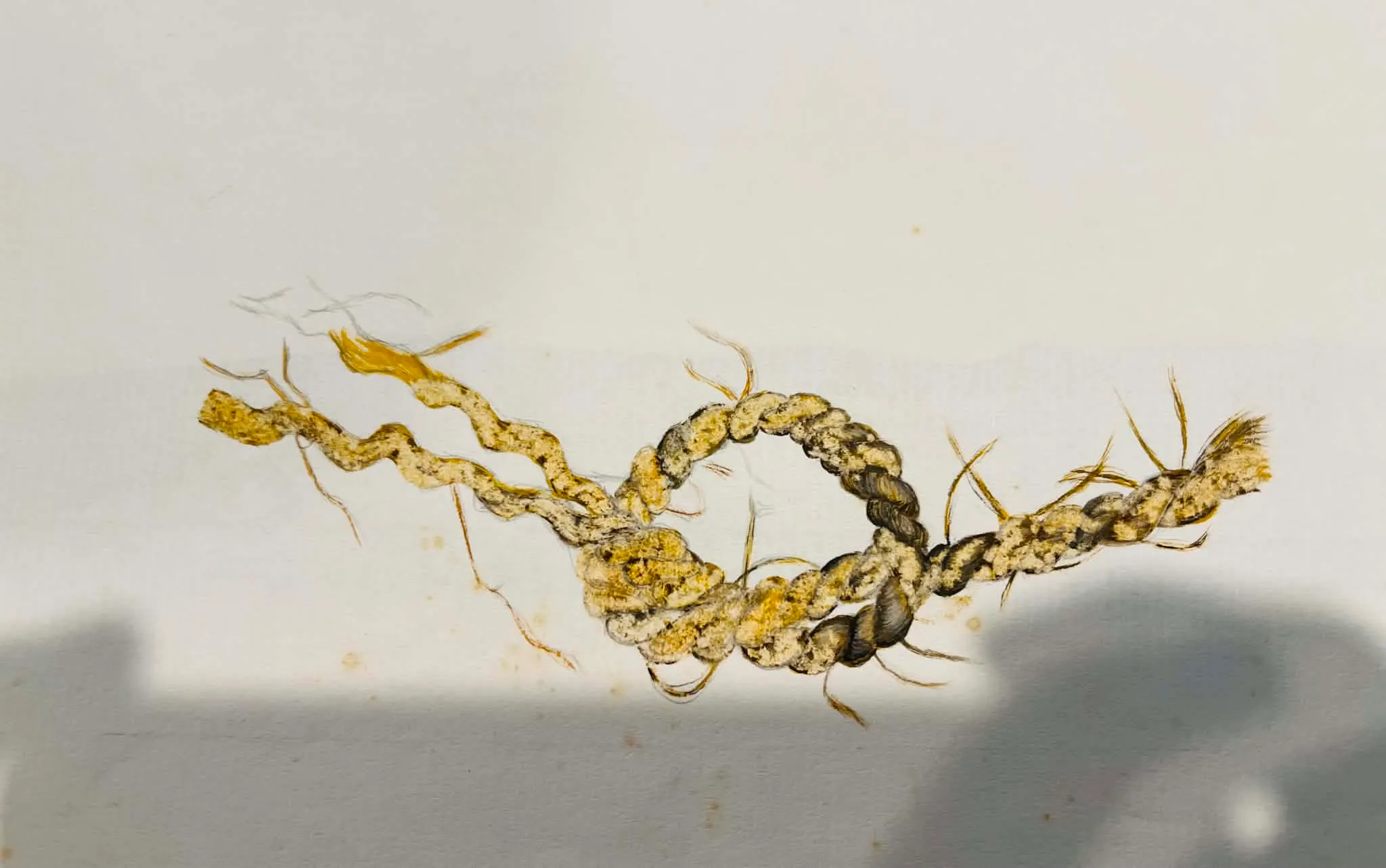 Watercolor study of knotted rope